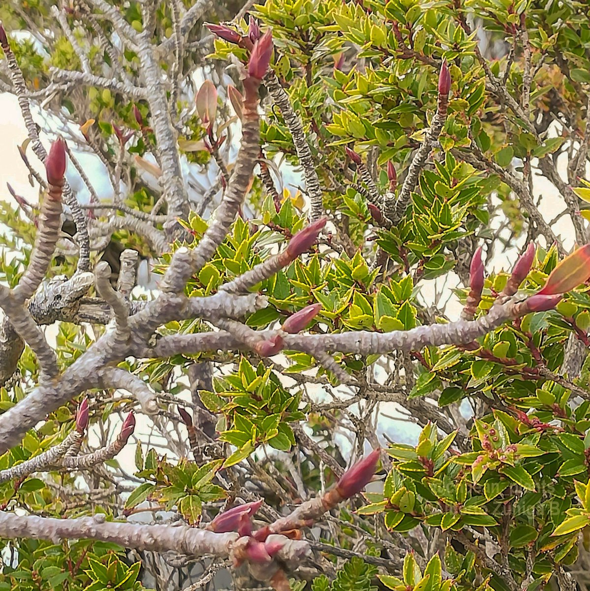 chilean_plants's tweet photo. ♒#Embothrium coccineum♒
“Notro" #floradeChile. Características de individuos enanos en condiciones ambientales severas/Characteristics of runt  individuals in severe environmental conditions. In Cordillera pelada.
#Proteaceae #Chileanflora #Andeanflora https://t.co/d4ieNwPcT2