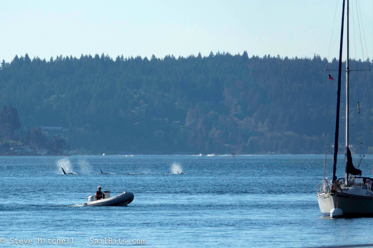 seabits_steve's tweet photo. About 6 #orcas just passed by us while at anchor at #BlakeIsland https://t.co/gAzyBQSavQ