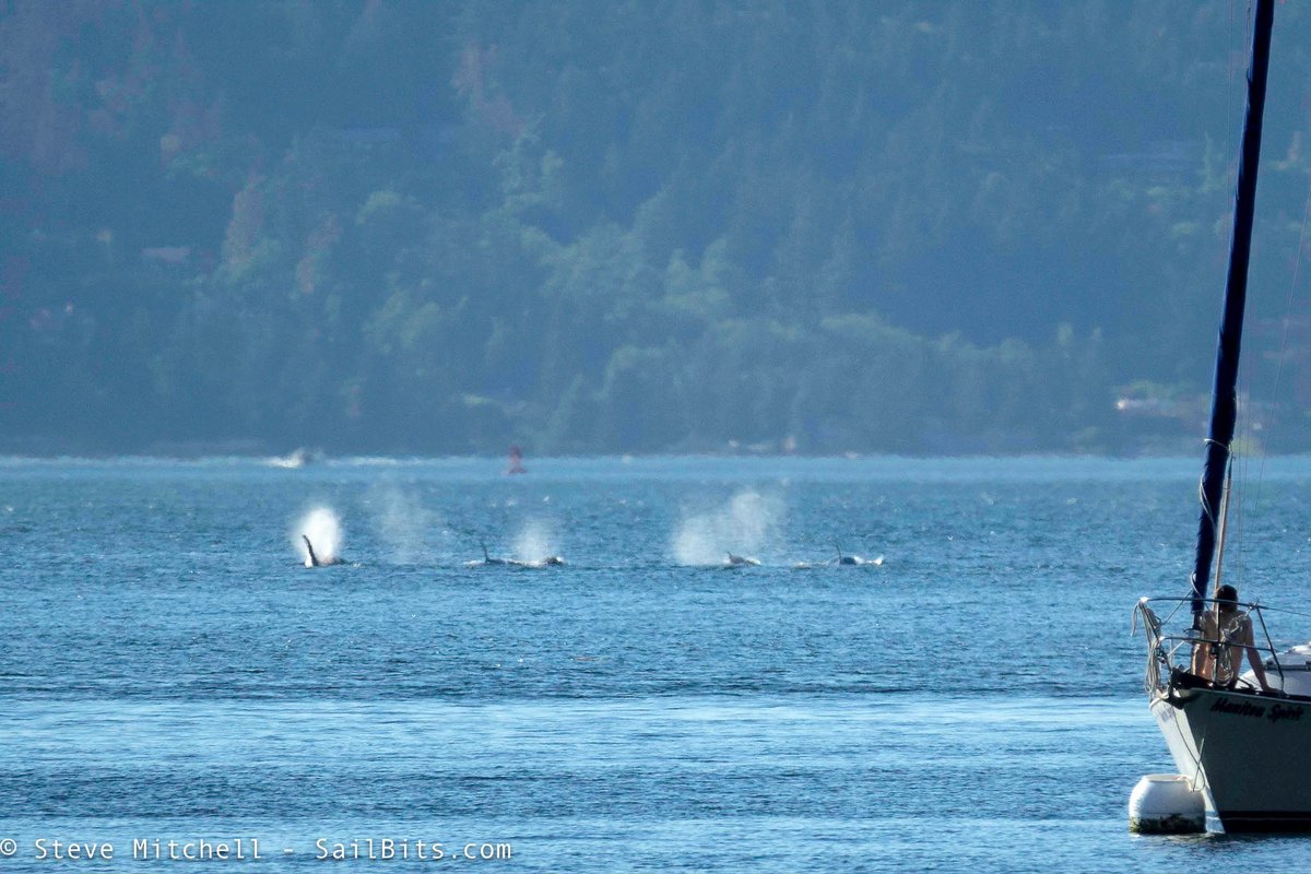 seabits_steve's tweet photo. About 6 #orcas just passed by us while at anchor at #BlakeIsland https://t.co/gAzyBQSavQ
