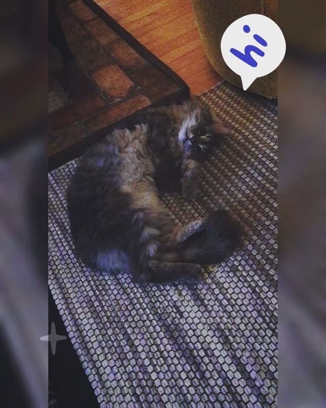 meripip's tweet photo. Draw me like one of your French girls 💋 #caturday #chillinlikeavillain #EverythingIsLove #trippy #feelingmyself #beyonce #sexy #love #baby  #ham #siberiancat #catsofinstagram #catstagram #cat #cats #catlife #instacat #instagood #instadaily #pet #pets… https://t.co/1lwEgZLQvM https://t.co/pIaAafQaYQ