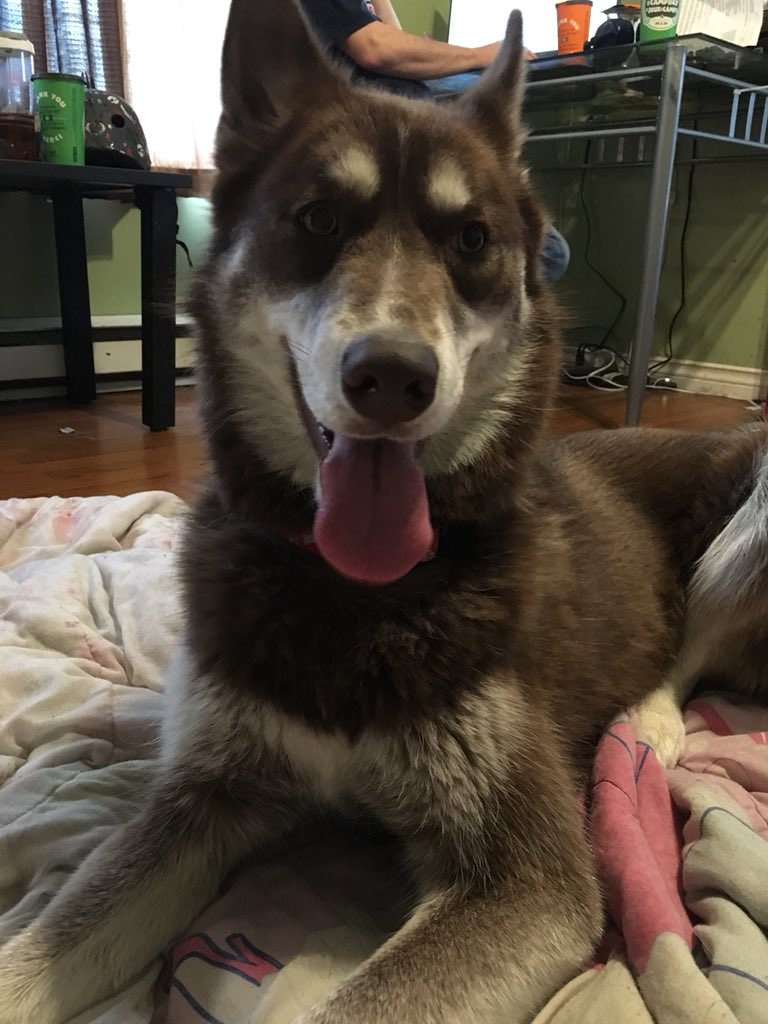 ||: forgot to post this here but meet the newest member of my family Lexi!