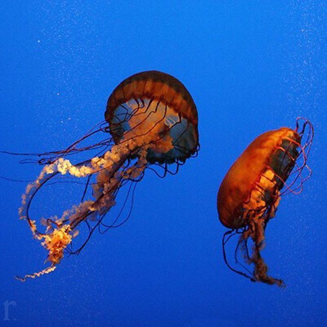 bellusphoto's tweet photo. I shall call him squishy and he shall be mine
.
.
.
.
.
#10D #canon #canonusa #canon_photos #canonwhatelse #cpfeatureme #teamcanon #bellusphoto #originalphotography #bringit #photographerslife #naturalworld #natgeo #natgeowild #photographyislife #awaketh… https://t.co/u74tuH9j35 https://t.co/iPoSd0iMnw