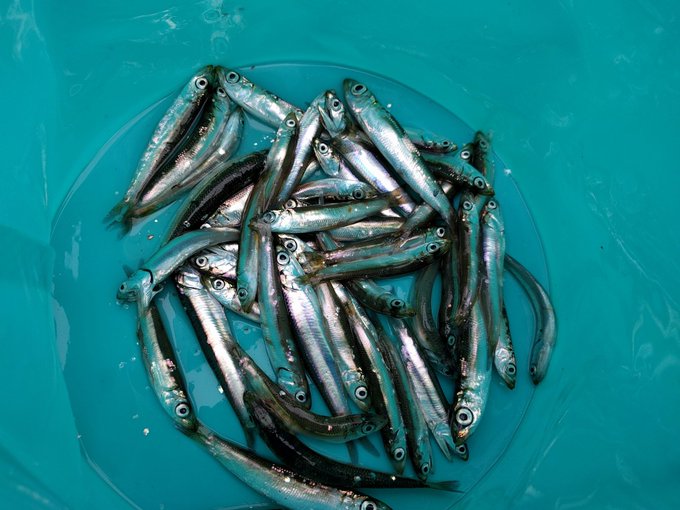 イワシ釣りでおすすめのサビキ仕掛け 海釣りスタートガイド