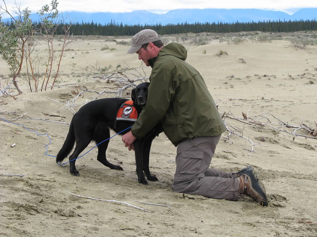 WD4C's tweet photo. Happy Father’s Day weekend from all of us at WD4C. Tyler Roady (pictured with Wicket in Alaska during bear surveys) knows a lot about that. He’s helped raise and care for over half a dozen of #WD4C dogs & he’s a star in the field too. https://t.co/3adFMiINAH