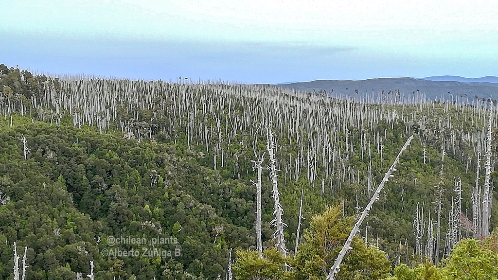 chilean_plants's tweet photo. Cordillera pelada (Alerce costero). Miles de alerces (#Fitzroya cupressoides) quemados en incendio, 80 años atrás aprox. https://t.co/tIjvCz3BKz