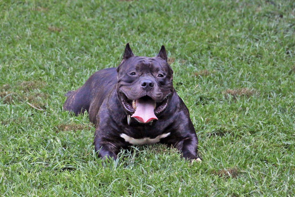 HardRockBullys's tweet image. Durango relaxing after a hot day!
HardRock Bullys on Facebook 
HardRockBullys.com 
HardRockBullys on YouTube