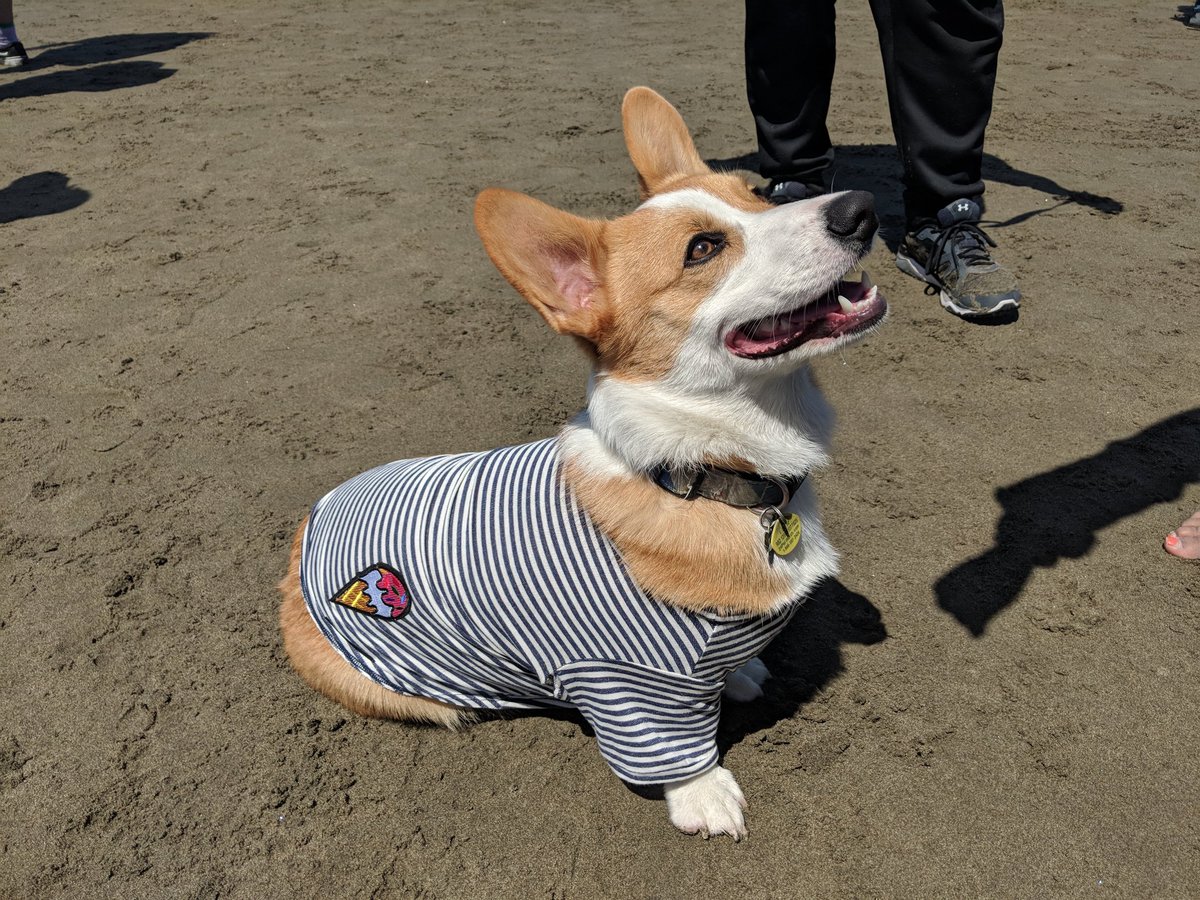 Shwescarward's tweet image. Corgis everywhere!!! Cutesie bubble butts in costumes with their tiny feet .. Bonus dogs: Samoyed, Huskies, Pugs, Shibes and others. #CorgiCon #corgicon2018 #ilovecorgis 😍😍😍