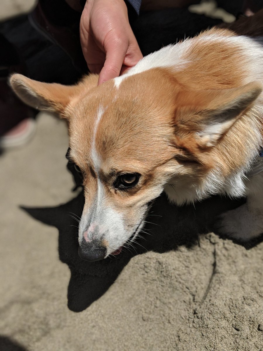 Shwescarward's tweet image. Corgis everywhere!!! Cutesie bubble butts in costumes with their tiny feet .. Bonus dogs: Samoyed, Huskies, Pugs, Shibes and others. #CorgiCon #corgicon2018 #ilovecorgis 😍😍😍