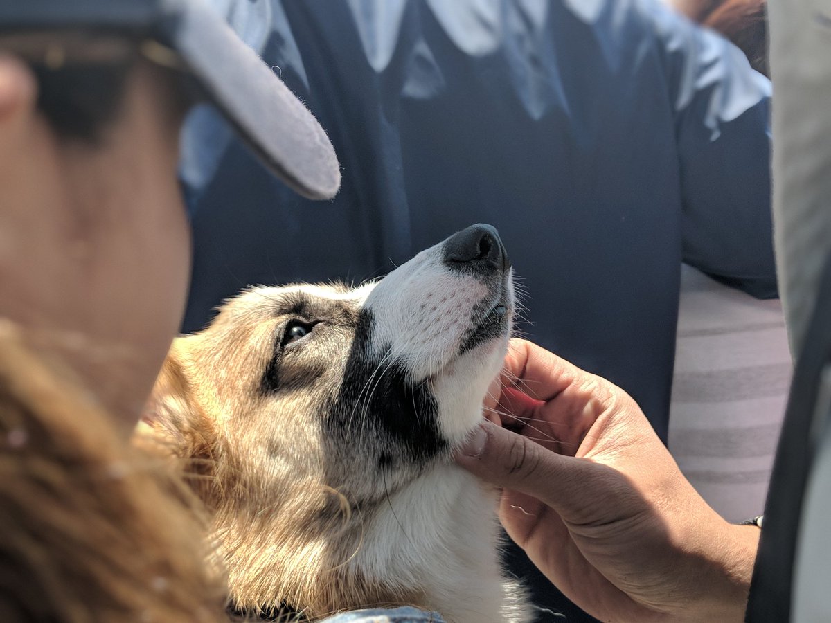 Shwescarward's tweet image. Corgis everywhere!!! Cutesie bubble butts in costumes with their tiny feet .. Bonus dogs: Samoyed, Huskies, Pugs, Shibes and others. #CorgiCon #corgicon2018 #ilovecorgis 😍😍😍