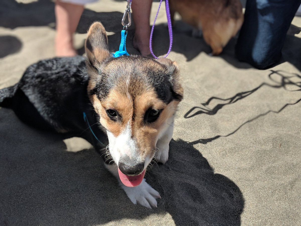 Shwescarward's tweet image. Corgis everywhere!!! Cutesie bubble butts in costumes with their tiny feet .. Bonus dogs: Samoyed, Huskies, Pugs, Shibes and others. #CorgiCon #corgicon2018 #ilovecorgis 😍😍😍