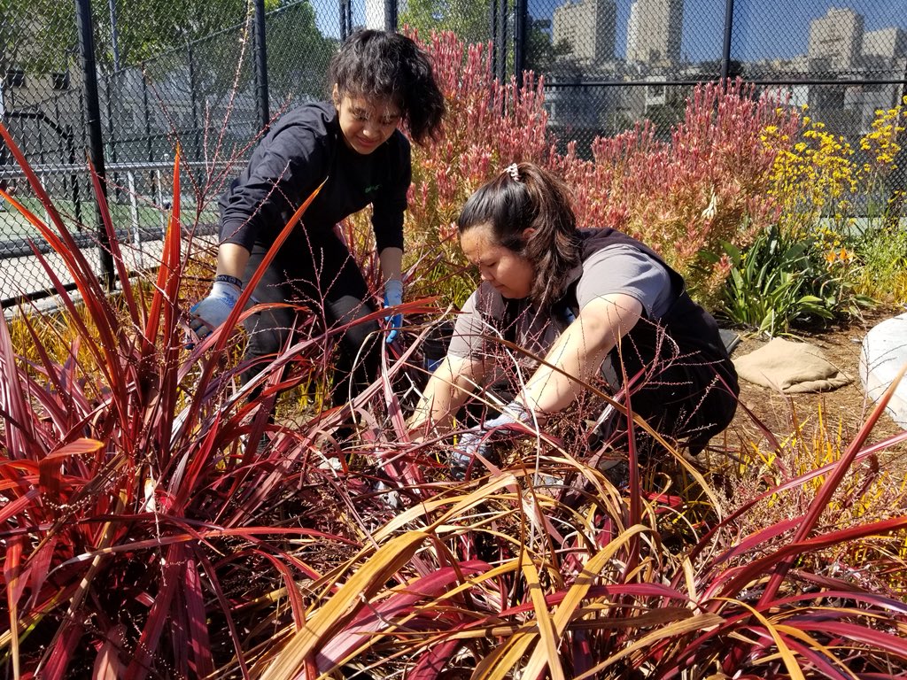RecParkSF's tweet photo. Our Greenagers at Joe DiMaggio Playground this morning doing a little bit of weeding and planting for their second work day! Thanks for all of your hard work and for loving our parks! #getoutplay https://t.co/2dGryJMh9S