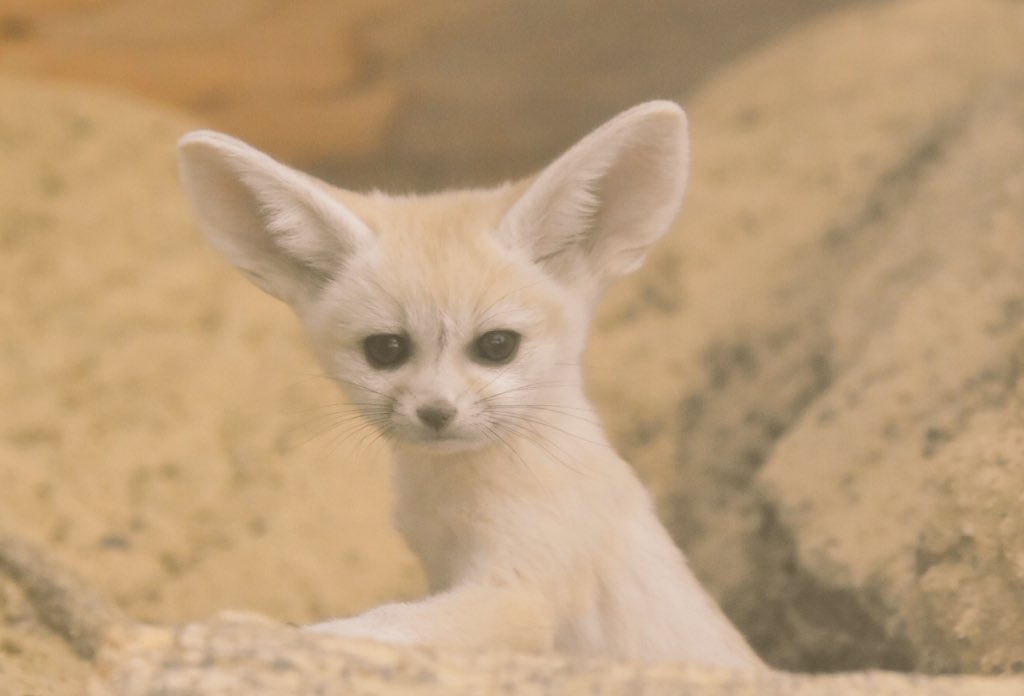 たおハウス ああああああああ 早速赤ちゃんフェネック出てくれたあぁぁぁぁぁぁぁぁ めっちゃかわいいいいいいい アクアマリンふくしま フェネック