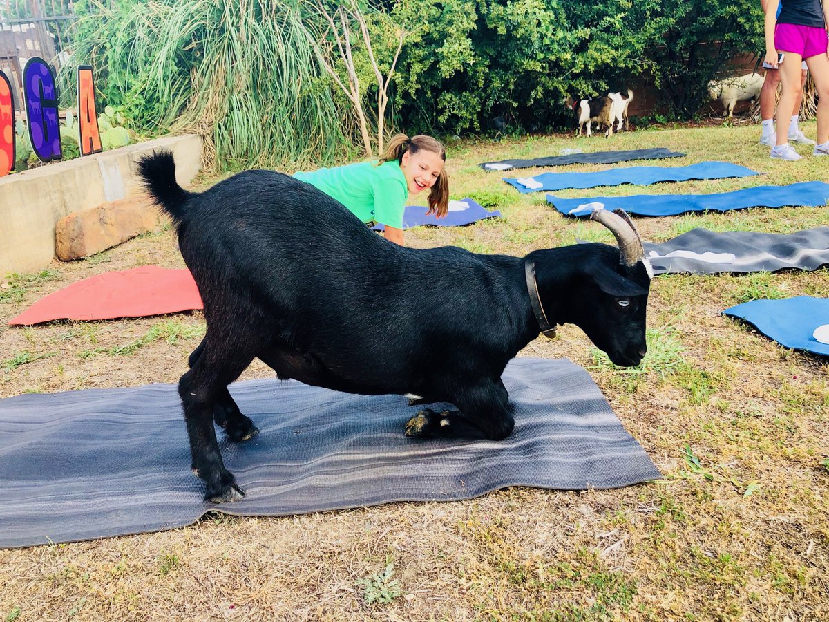 GoatYoga75081's tweet photo. Baaah-maste!
.
.
.
.
#yogapants
#yogacommunity
#yogafun
#goatyogalove
#bucketlistdallas
#goatyogafun
#dallasyogis
#babygoats
#baaahmaste
#carrollton
#plano
#frisco
#guidelive #womensupportingwomen https://t.co/0d0SoxRAhF