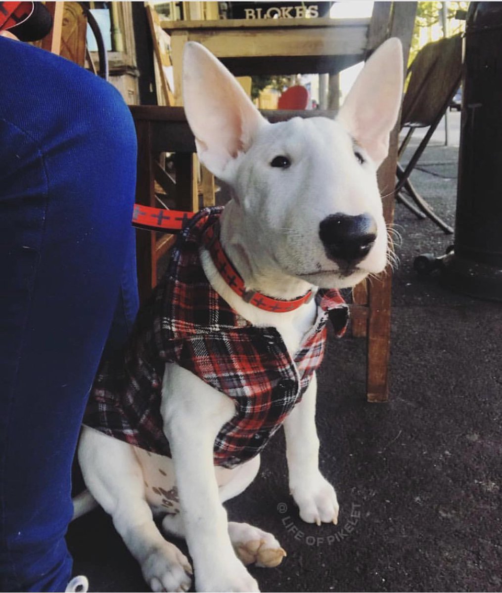 Sunday brunching in style! 🙌🏽❤️🤙🏽 #Flanno #FuzzYard @pumpernicklejellyjingle <a href="/LifeOfPikelet/">Pikelet Butterwiggle</a>