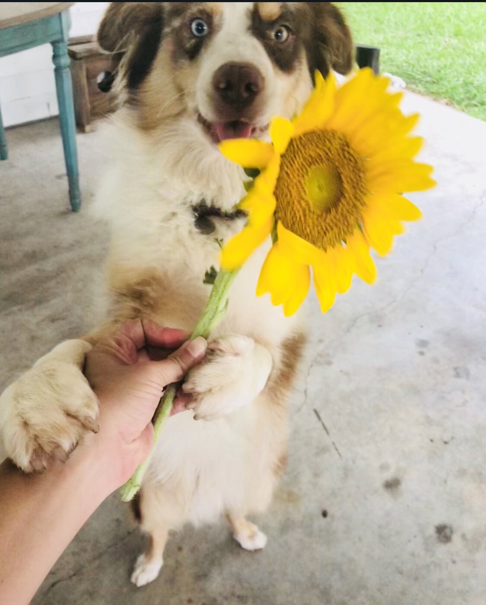 Dayyla's tweet photo. Progression of Moose accepting a flower from me @dog_rates https://t.co/j2XjPrWX01