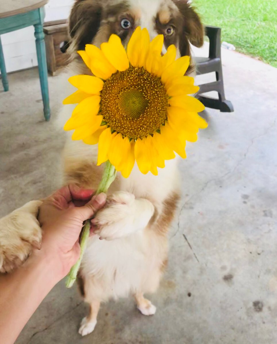 Dayyla's tweet photo. Progression of Moose accepting a flower from me @dog_rates https://t.co/j2XjPrWX01