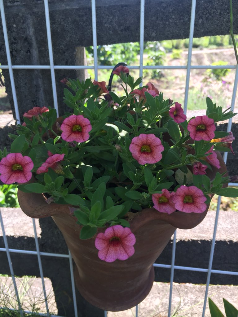 ﾐﾘｵﾝﾍﾞﾙ Twitter Search Twitter