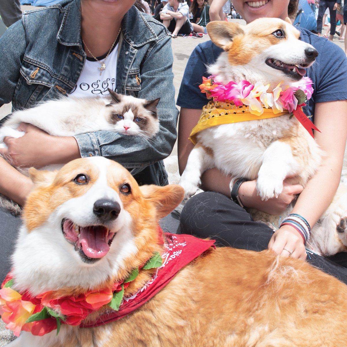 mikoto_dd's tweet image. 得奖的、落选的。#CorgiCon 2018