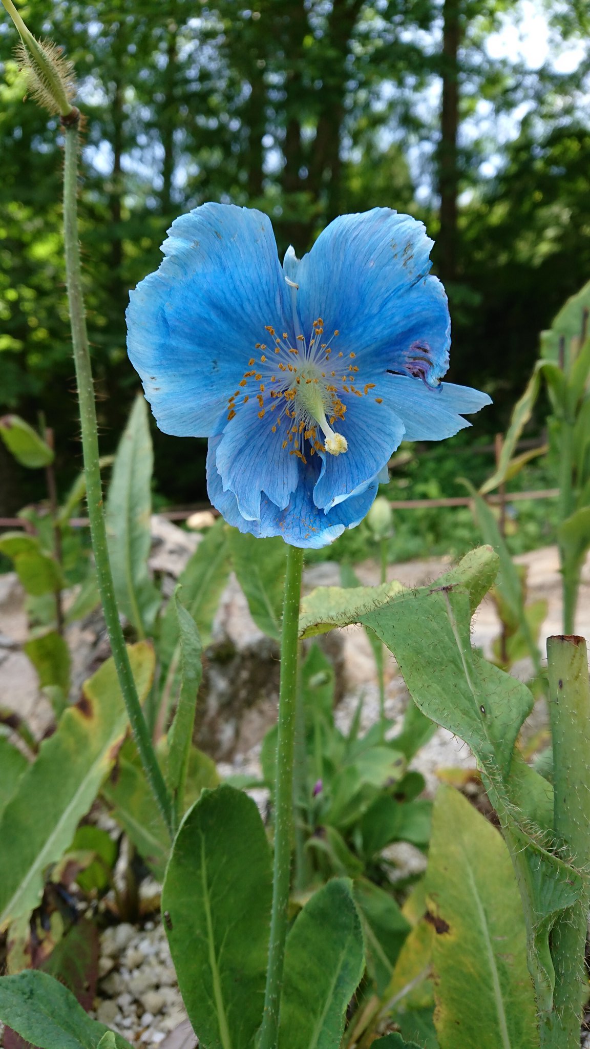 有香 青いけしの花びらが The Pillowsの One Life 歌詞に出てくる青いけしの花が見られた 六甲高山植物園 ヒマラヤの青いケシ T Co Suhzbsyhw2 Twitter