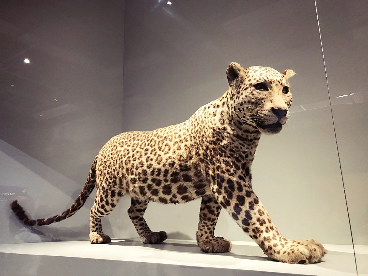 科学博物館の「人体展」にも駆け込みで行ってきたのですが、動物標本も