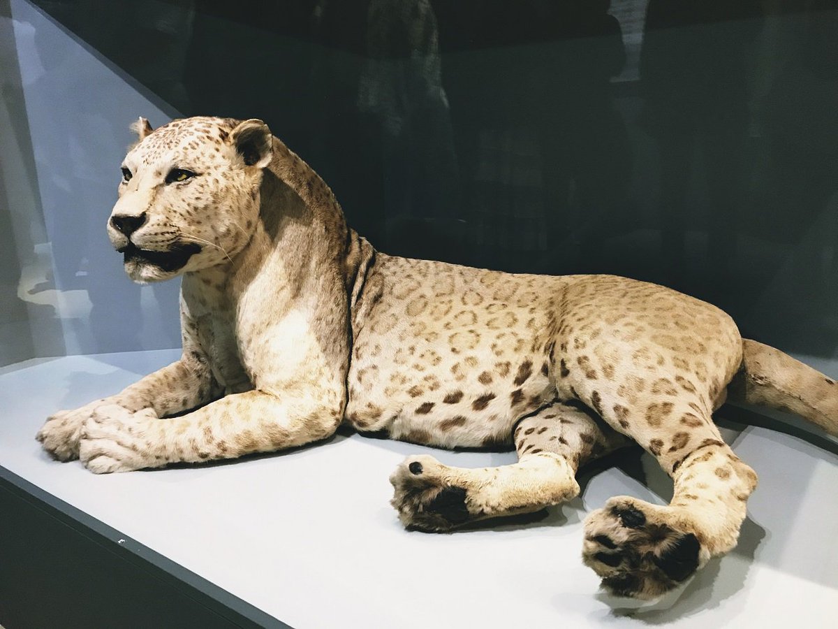 科学博物館の「人体展」にも駆け込みで行ってきたのですが、動物標本も