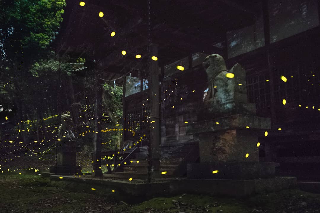 usk_katochan's tweet image. 闇夜に光る奉納の舞い

#ヒメボタル #Firefly2018
#神社 #東京カメラ部 
#ふぉと