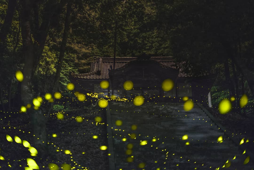 usk_katochan's tweet image. 闇夜に光る奉納の舞い

#ヒメボタル #Firefly2018
#神社 #東京カメラ部 
#ふぉと