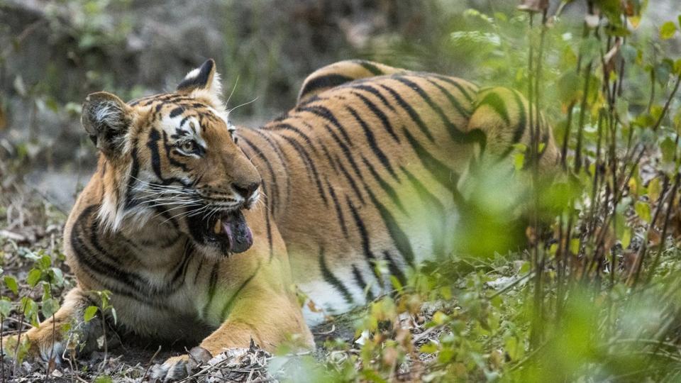HTPunjab's tweet photo. #Wildbuzz: Mitti ka sher, Baaz of belief, and parivar’s passion
(by @VJSJOURNALIST)
@htTweets
https://t.co/XGUkI4UdAR https://t.co/2vlE1qMS5Z