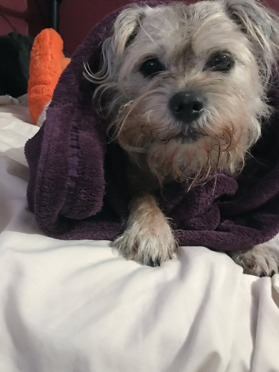 girlytheborder's tweet image. This lookie here is how I get the human to feed me! 
#staringcontest #ialwayswinnies
👁👁😋😁❤️