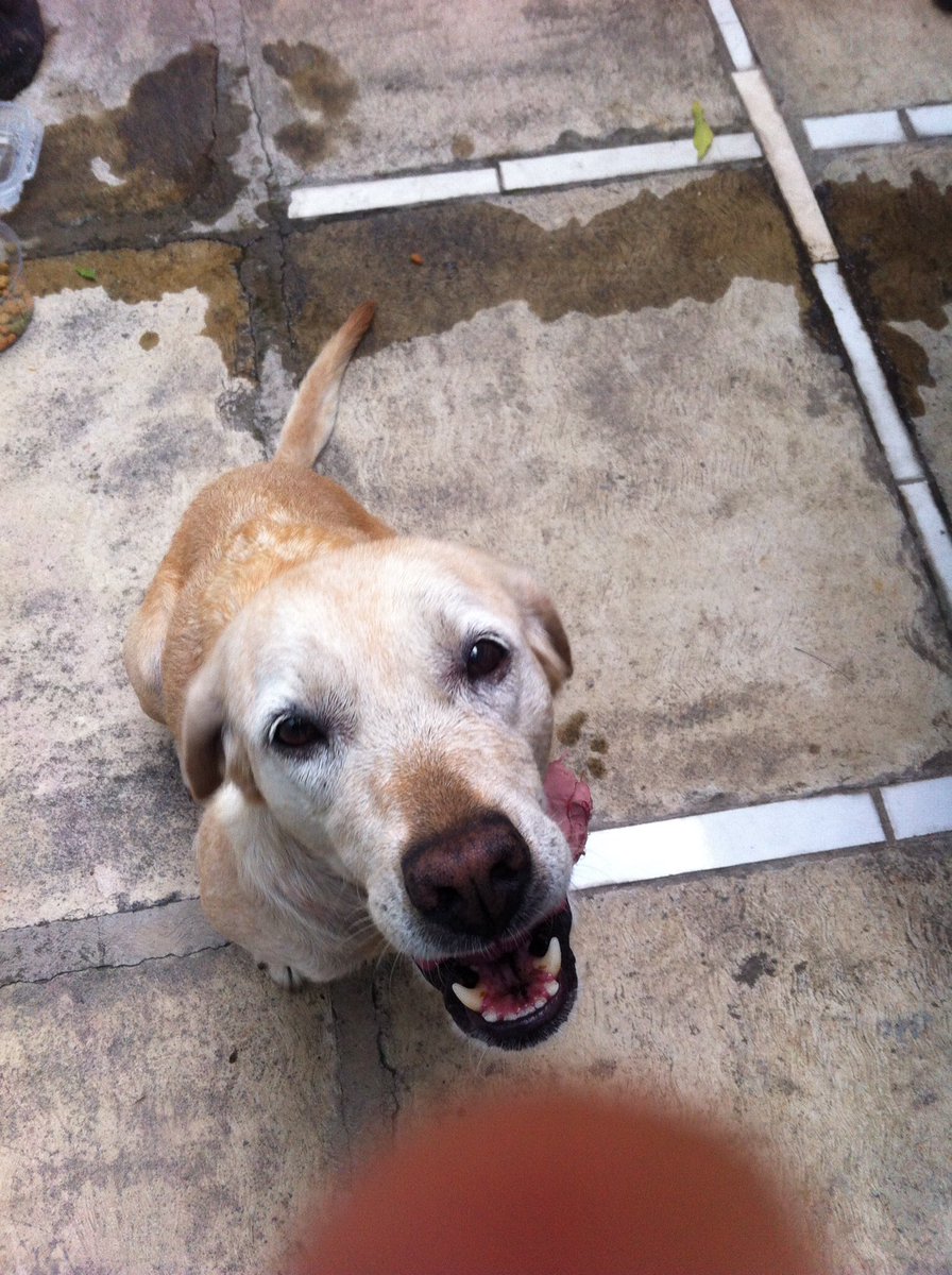 yazocd's tweet photo. @AvLomasVerdes encontramos a esta perrita, será de algún vecino en lomas verdes? Rt gracias! Busca a su familia https://t.co/OP0N7qsV0l
