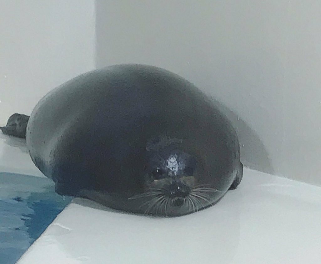 - amiga como vai o regime?
- ...