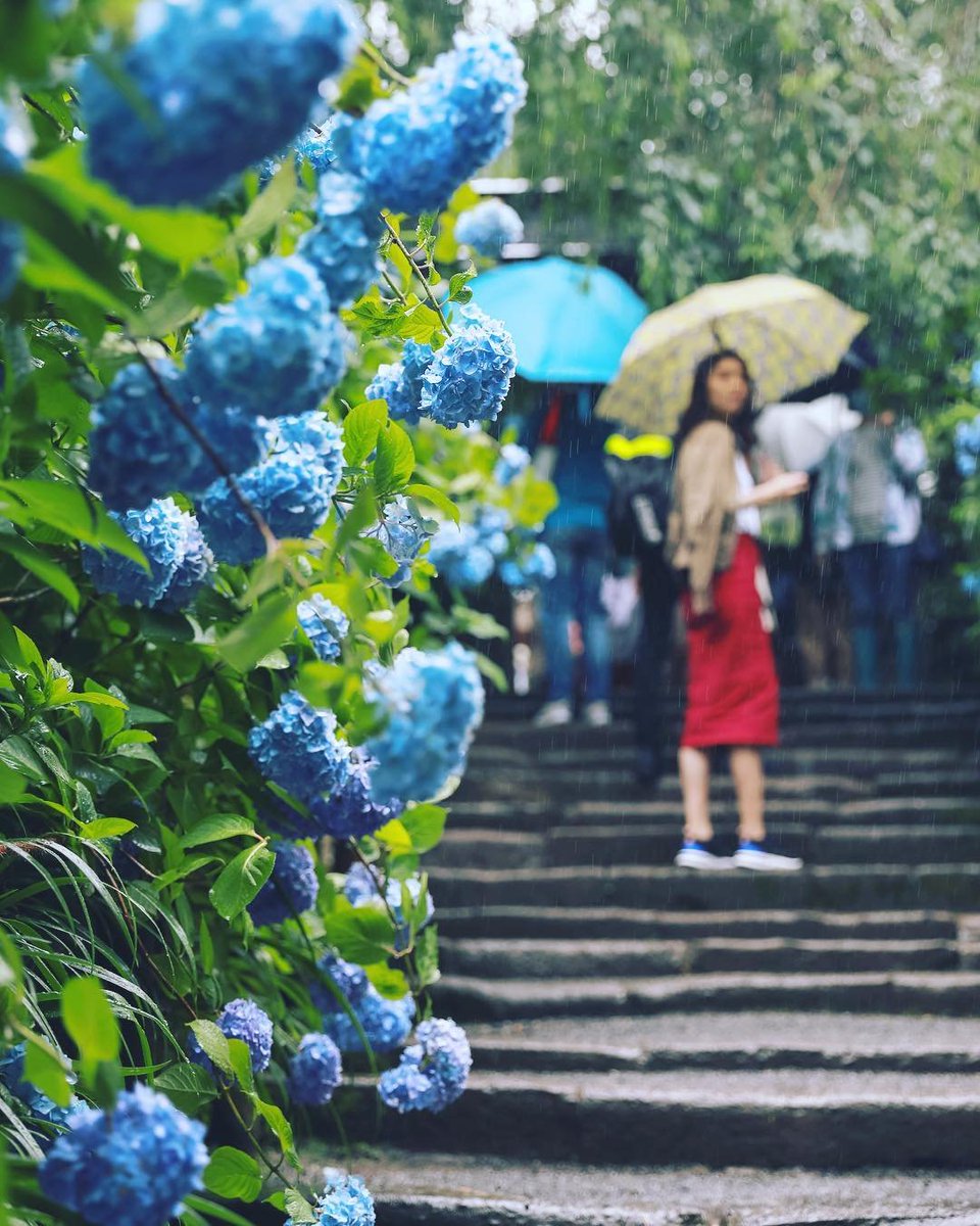 倪爽no Twitter Reposting Yinlei 明月院 アジサイ寺 雨 鎌倉 北鎌倉 アジサイ 紫陽花 Meigetsuin Temple Rain Flowers Kamakura 绣球花