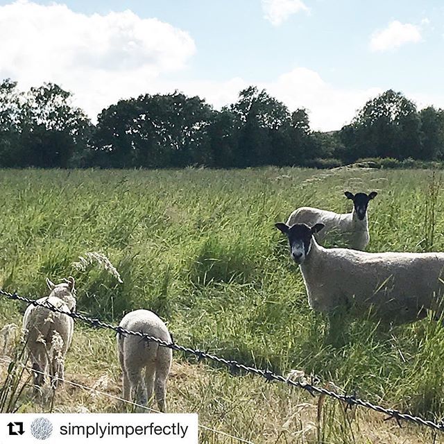 MarianaBlackArt's tweet photo. My new neighbours just over the back garden wall ...
.
#englishsheep #floatinglemons https://t.co/6oN1DqY9D3 https://t.co/vrFpChdDLr