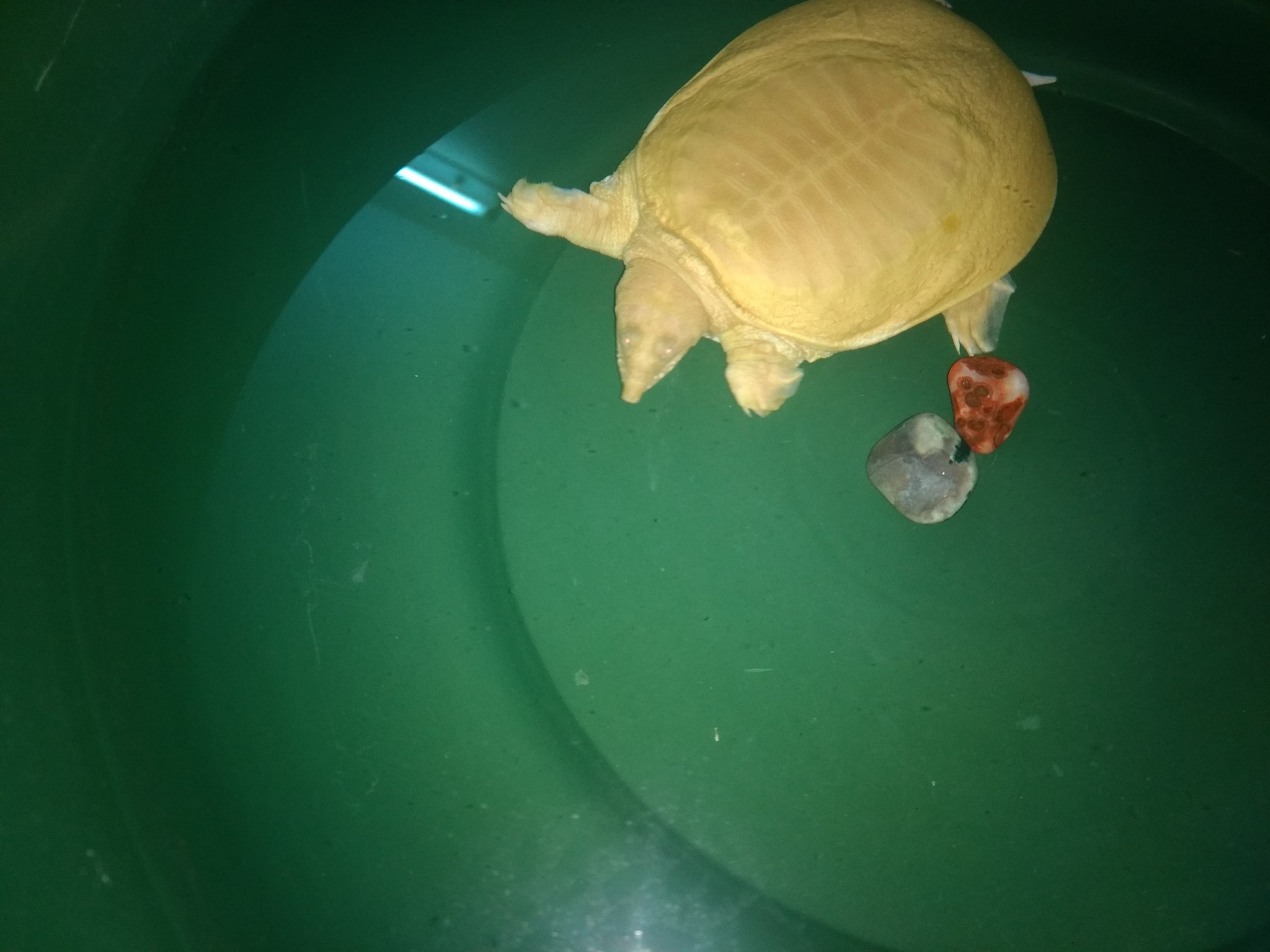 albino fly river turtle