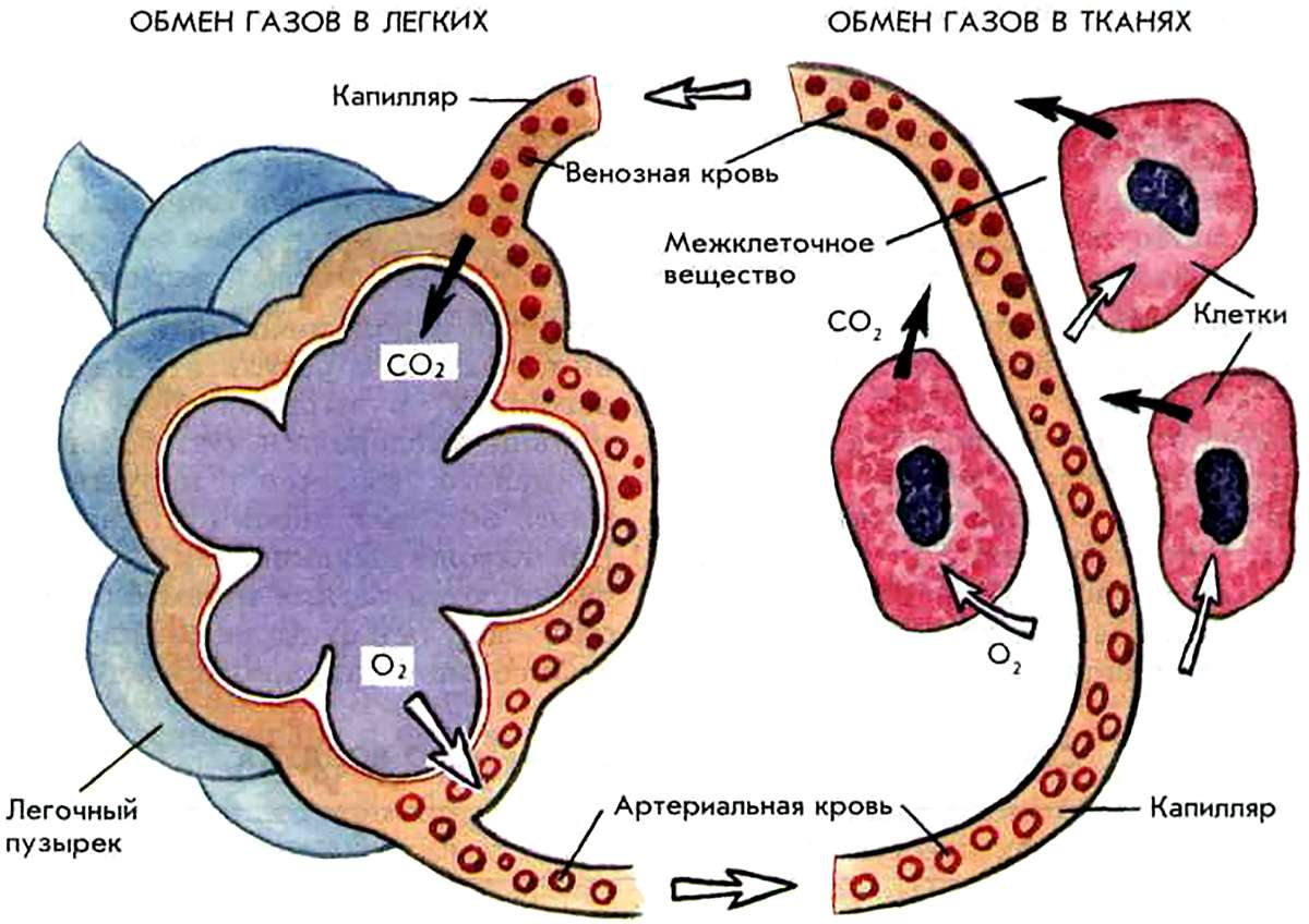 Обмен газов между легкими. Процесс газообмена в лёгких и тканях схема. Схема процесса газообмена. Обмен газов в тканях схема. Газообмен в лёгких схема.