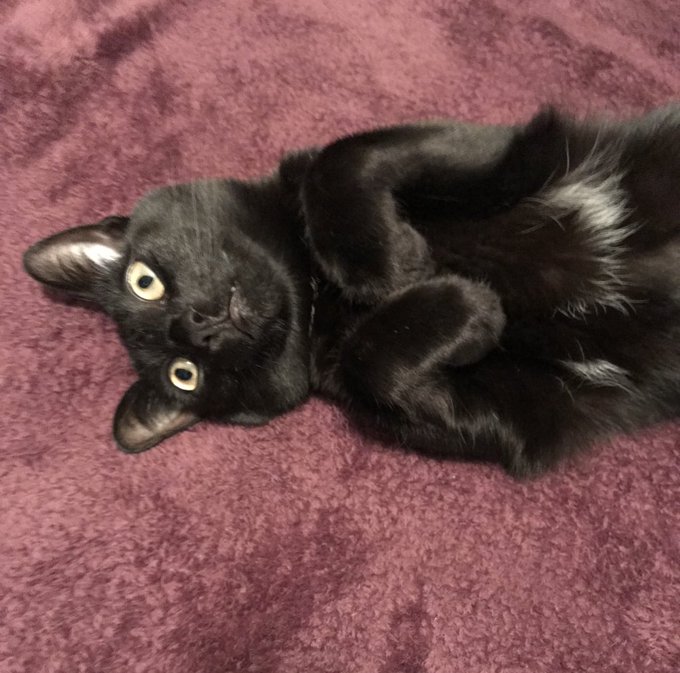 What kind of animal is this? https://t.co/DE7DAni6rc