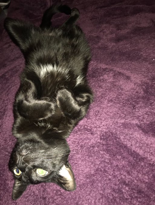 What kind of animal is this? https://t.co/DE7DAni6rc