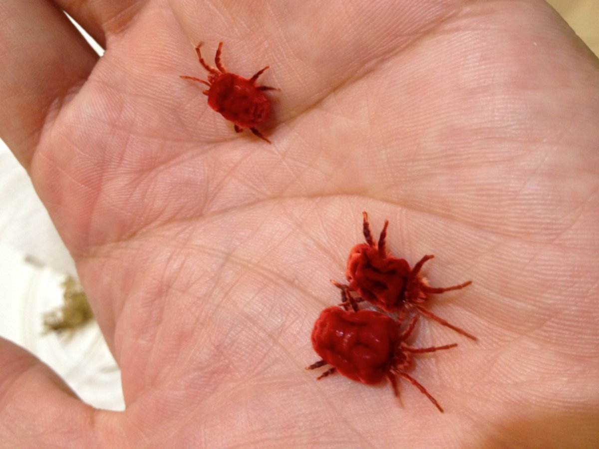 ひねくれ生物学者 島野智之 ダニ研究者 原生生物研究者 Satoshi Shimano على تويتر ヨーロッパから大きな赤いダニ がいるけど捕る ってメールが来て その夜 久しぶりにダニの夢を見た 大きな赤いダニ でも サンプルビンから出てきたのは 梅干しだった ダニと ひねくれ生物学者 島野智之 ダニ研究者 原生生物研究者 Satoshi Shimano على تويتر ヨーロッパから大きな赤いダニ がいるけど捕る ってメールが来て その夜 久しぶりにダニの夢を見た 大きな赤いダニ でも サンプルビンから出てきたのは 梅干しだった ダニと