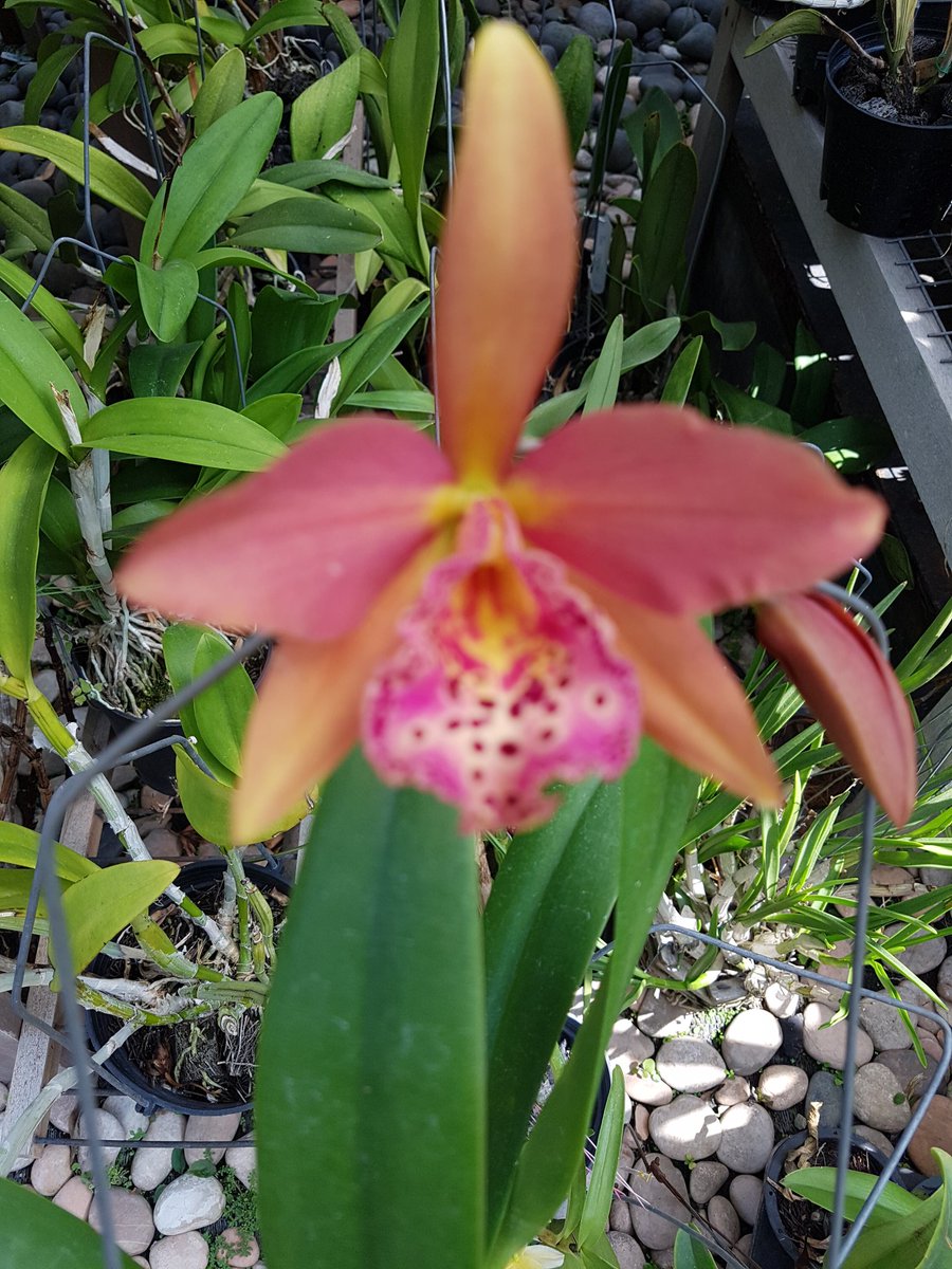 Blc Copper Queen