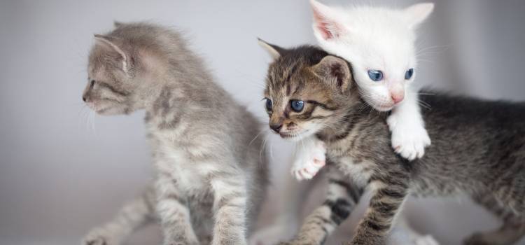 my_petcareguide's tweet photo. How to get ready for a new #Pet - https://t.co/UECpUtylXk #NewPet https://t.co/Ef9zR1xgLZ