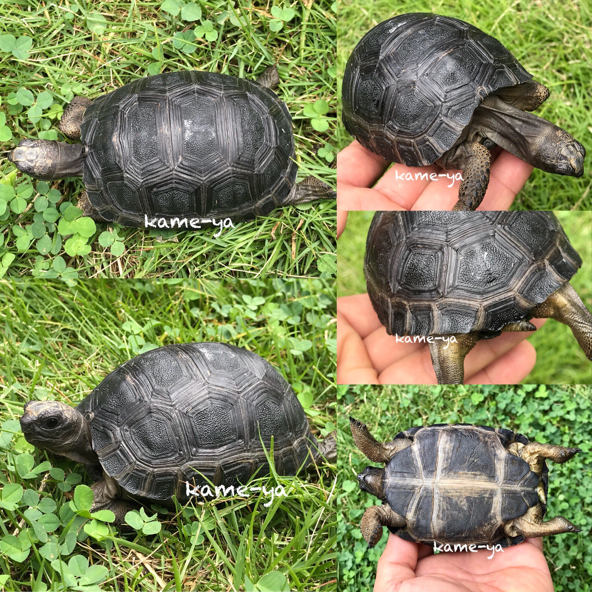 モーリシャス産 Twitter Search Twitter