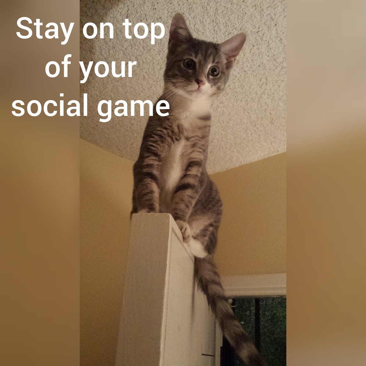 #keepitsharp #topoftheworld #socialgame #social #socialmedia #socialmediamom #topofyourgame #cats #catskills #catsrule #catsruletheworld #kitties #kittie #kittiecat