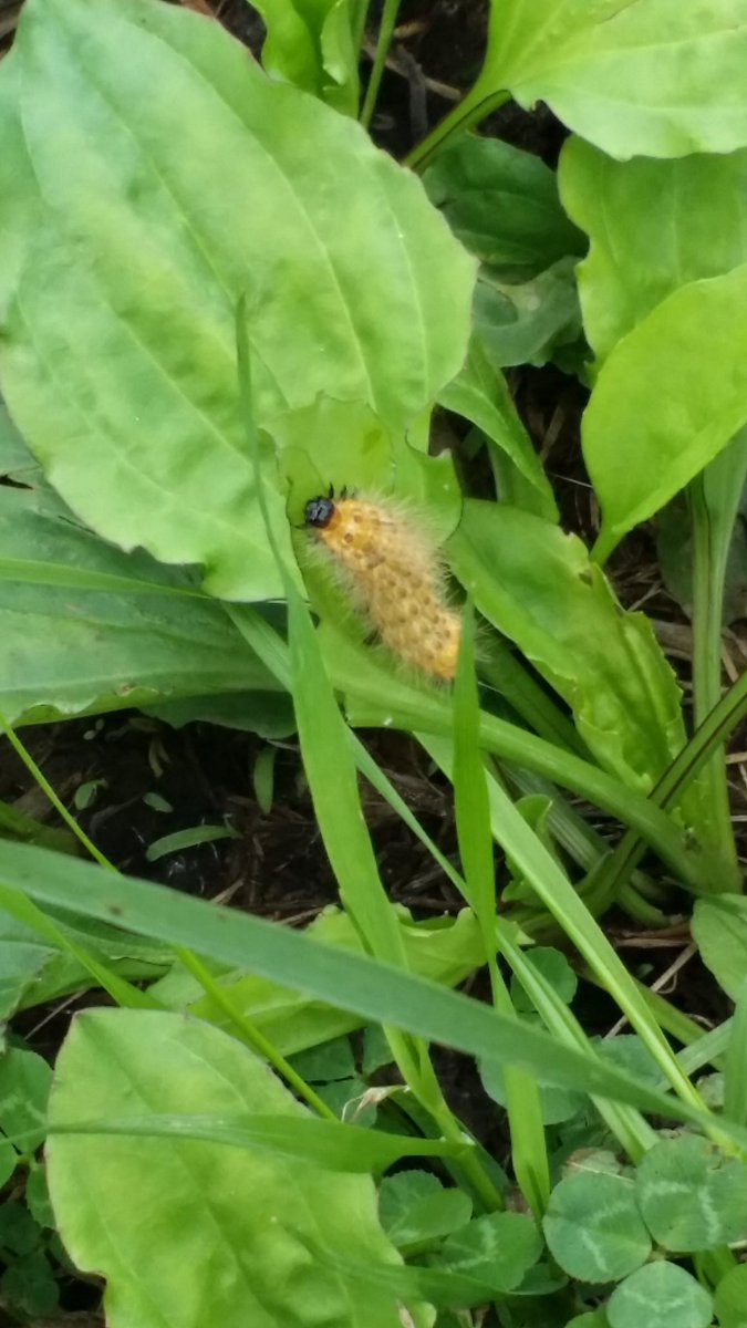 のーばれっと A Twitter 虫注意 毛虫 ヒトリガ系 毛虫