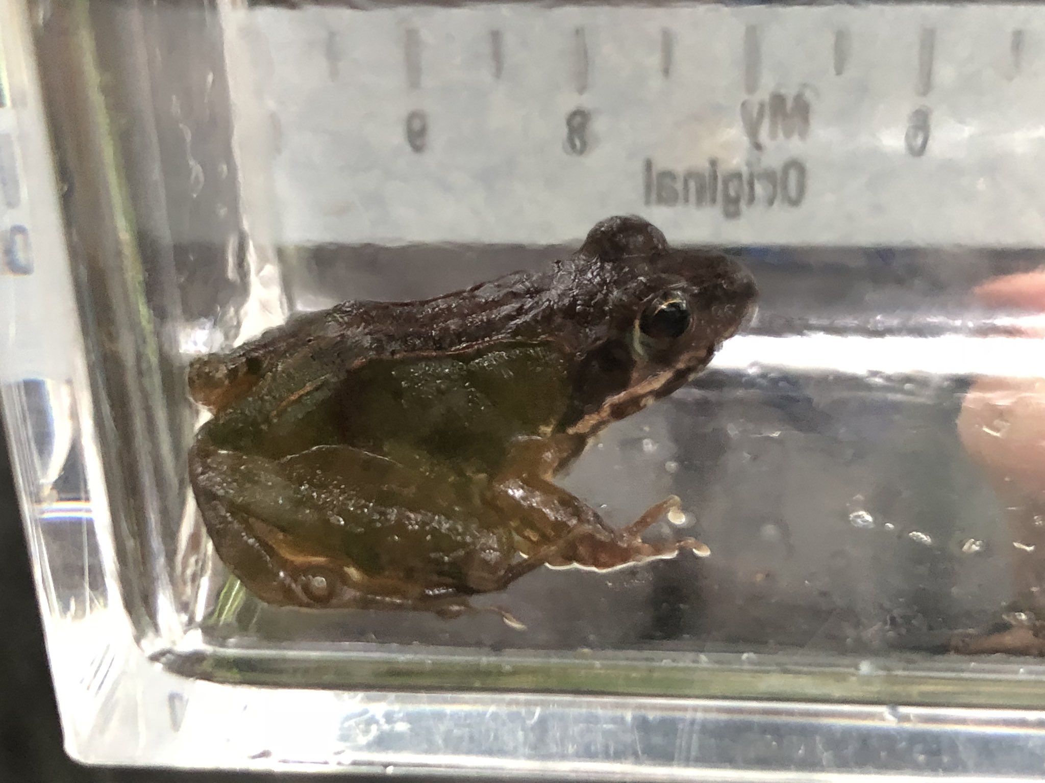 ネイチャーテクニカラー いきもん公式 ヤマアカガエルとアカハライモリ 立派なオタマジャクシも