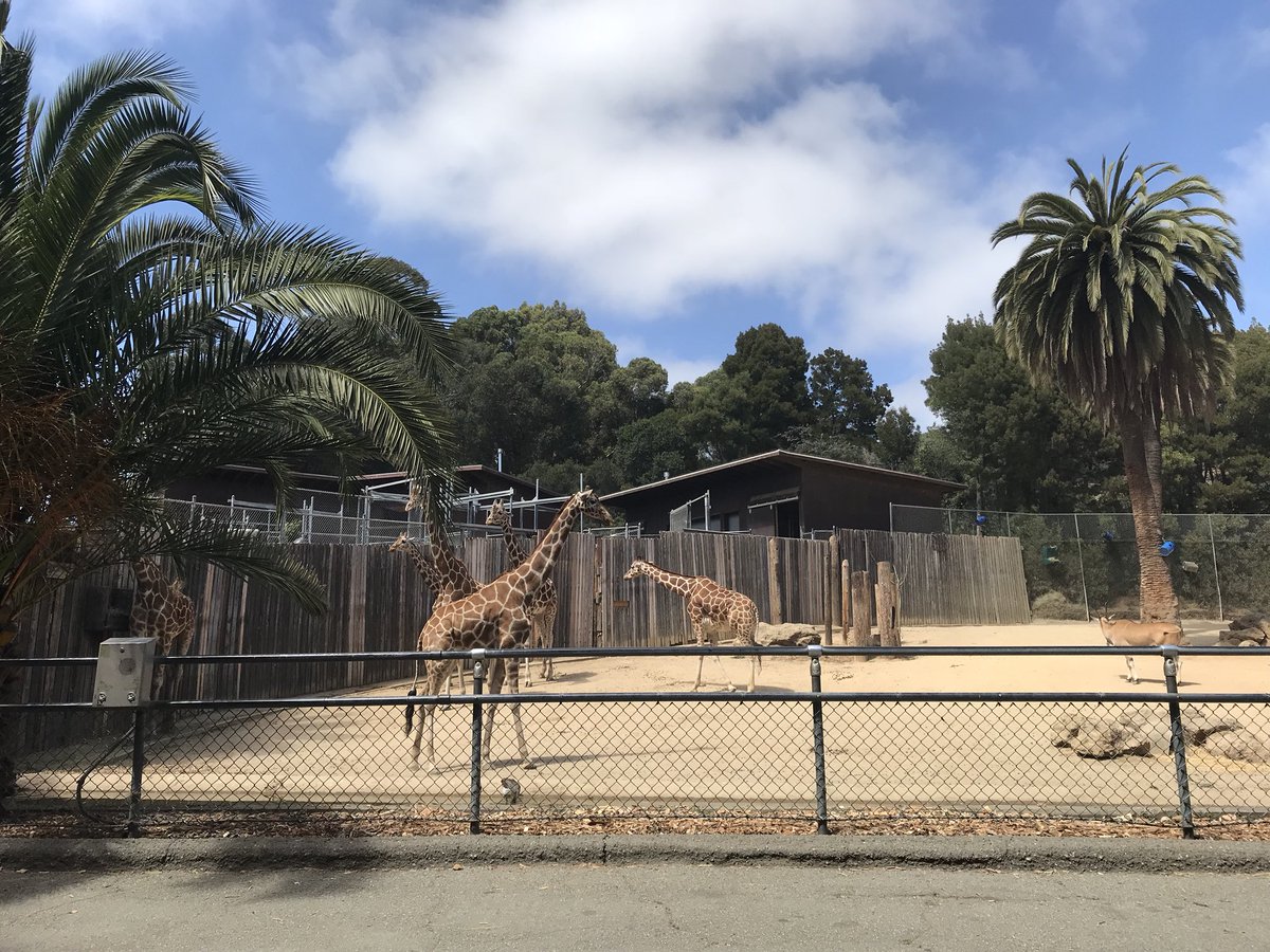 HierMartina's tweet photo. The little ones, me &amp; friends have been to #OaklandZoo yesterday 😊. Always great being there ☀️🐯🦁🐢🦒🐘. My favorites are the giraffes 🦒. The little ones love the silly monkeys 🦍🐒😍. 
#mom #momlife #Zoo #animals #loveElephantstoo #andtigers #fun #happy #andturtles 😂 https://t.co/c79HPZCl1D