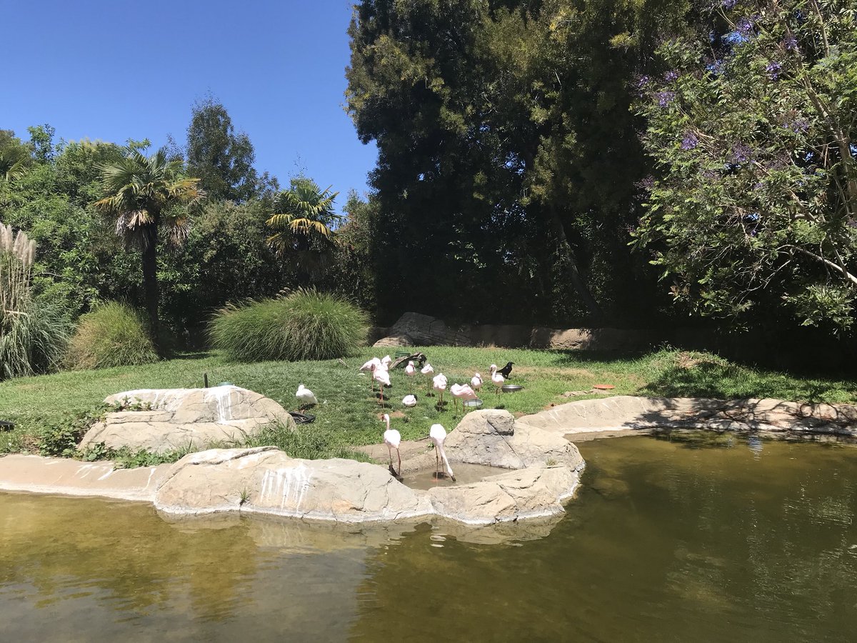 HierMartina's tweet photo. The little ones, me &amp; friends have been to #OaklandZoo yesterday 😊. Always great being there ☀️🐯🦁🐢🦒🐘. My favorites are the giraffes 🦒. The little ones love the silly monkeys 🦍🐒😍. 
#mom #momlife #Zoo #animals #loveElephantstoo #andtigers #fun #happy #andturtles 😂 https://t.co/c79HPZCl1D