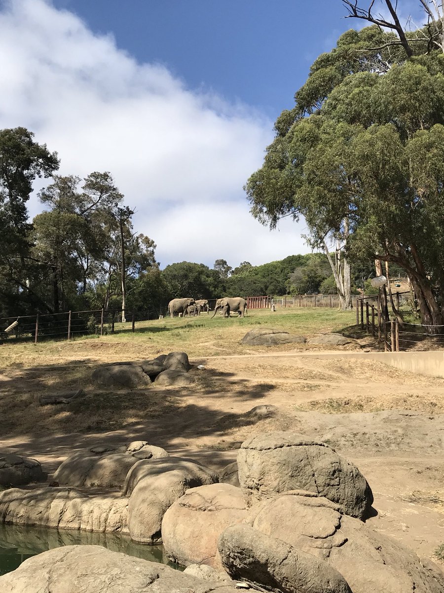 HierMartina's tweet photo. The little ones, me &amp; friends have been to #OaklandZoo yesterday 😊. Always great being there ☀️🐯🦁🐢🦒🐘. My favorites are the giraffes 🦒. The little ones love the silly monkeys 🦍🐒😍. 
#mom #momlife #Zoo #animals #loveElephantstoo #andtigers #fun #happy #andturtles 😂 https://t.co/c79HPZCl1D