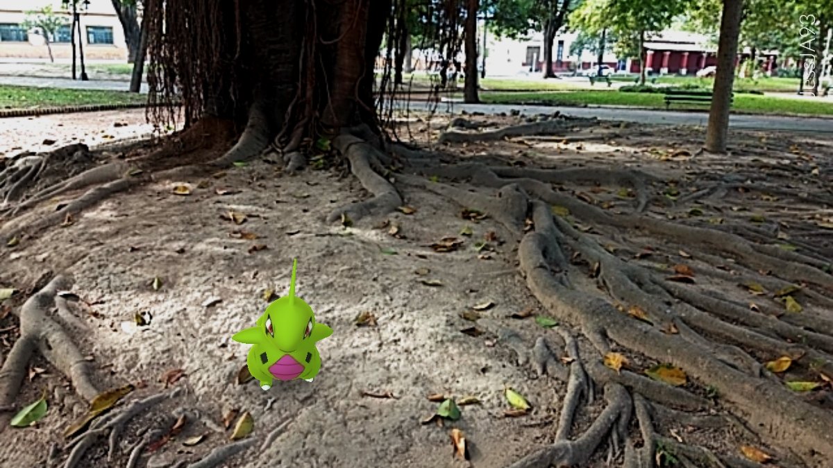 JessHobbies's tweet photo. #HolaNiantic creo que esté fue el mejor #PokemonGOCommunityDay hasta el momento y espero siga mejorando 😉 fue un día MARAVILLOSO!! GRACIAS #PokemonGoLATAM @nidospokemongo @keibron @DavidpetitGO por el ánimo de todos los días y que siga creciendo la familia 😊 #PokemonGoARG https://t.co/k6WSvDRHz0