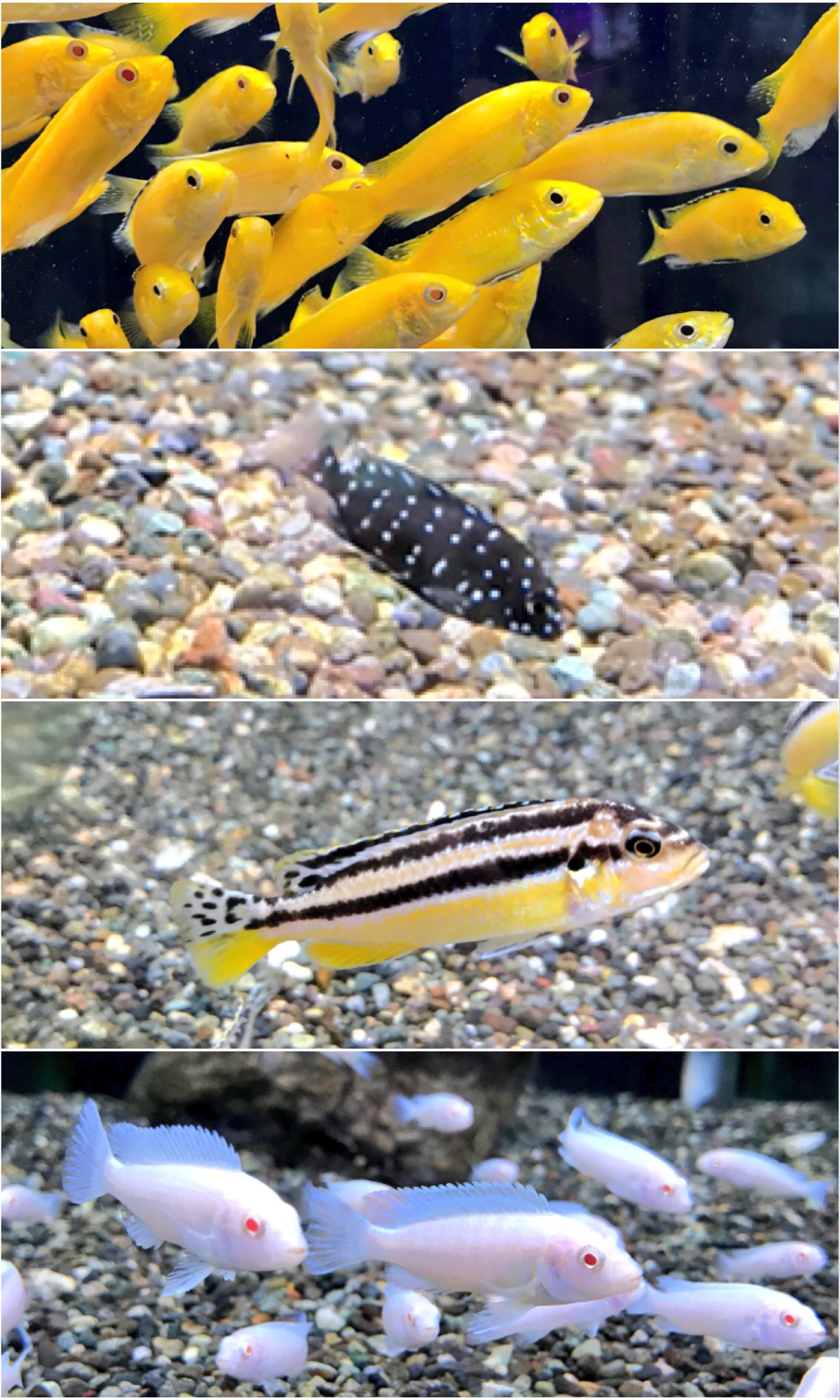 🌿🐠半田水園 春日井店🐠🌿 on X: 