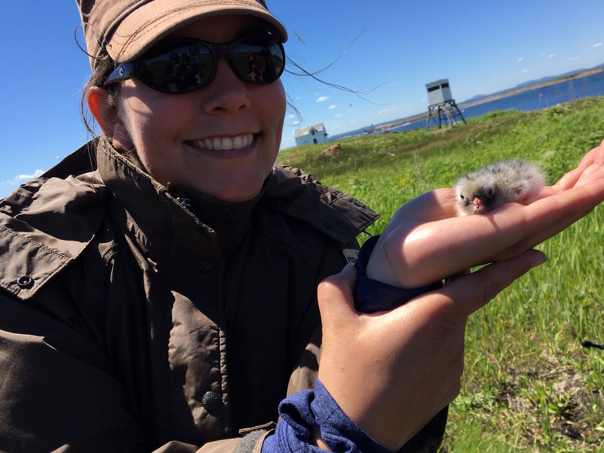 rachelakatz's tweet photo. Trying out a new transect-based sampling method to improve estimates of abundance and density of arctic vs common #terns nesting while minimizing disturbance on #PetitManan Island @USFWSBirds @USFWSRefuges #IMRefuges #MaineCoastalIslandsNWR https://t.co/FiV4graMIq